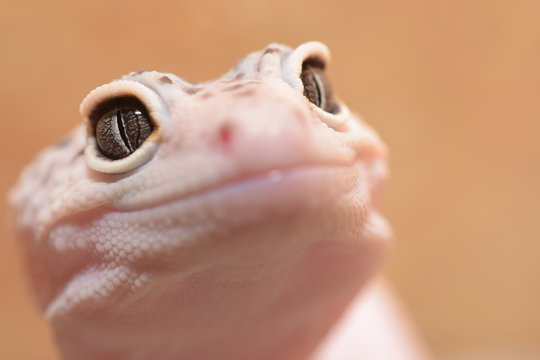 Uśmiechnięty gekon