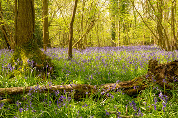 Bluebells and dead wood