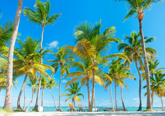 Beach holiday. Palm trees against the blue sky. The sunbeds on the sand