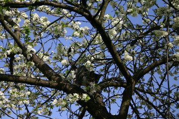 cat on the tree