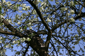 cat on the tree
