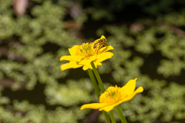 KingCup & Footballer