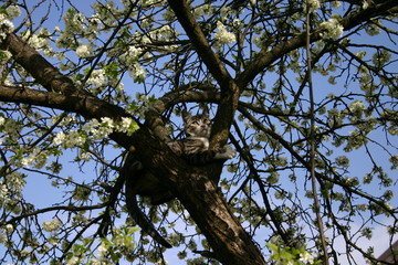 cat on tree