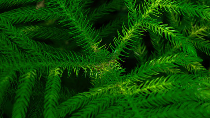 green background of fern leaves