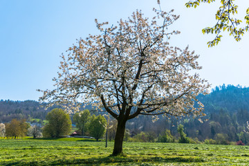 beautiful spring landscape with green fields and blossoming cherry tree under a clear blue sky