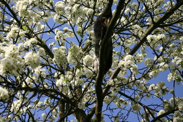 cat on the tree