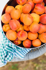 Apricots in a bowl