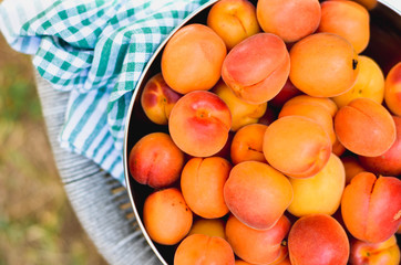 Apricots in a bowl