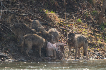 A pack of wolves (Canis lupus)  with a hunted wild boar (Sus scrofa) . Bieszczady Mountains. Poland