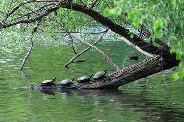turtles