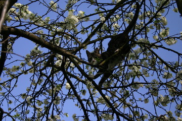 cat on tree