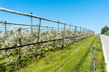 Obraz premium rows of blossoming low-stem cherry trees in an orchard with bright white blossoms under a clear blue sky