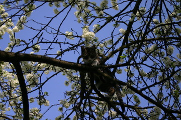 cat on tree