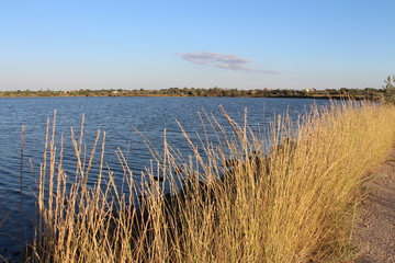 reeds in lake