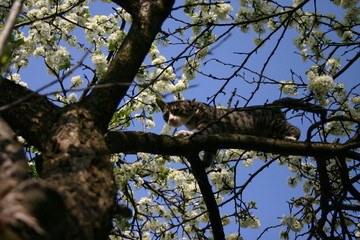 cat on tree