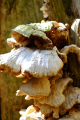 Pilz im Wald