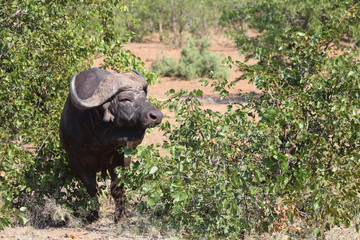 Kaffernbüffel / Buffalo / Syncerus caffer