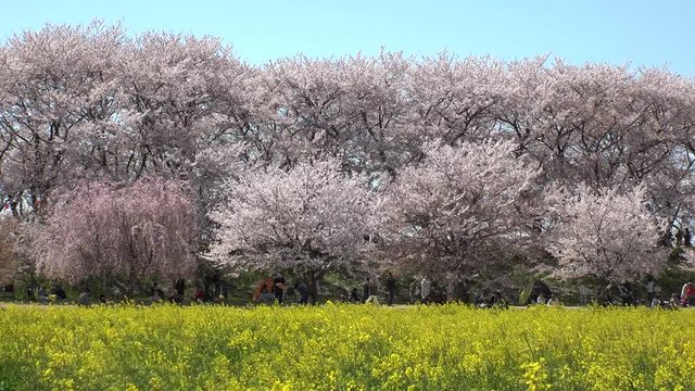 SATTE,  SAITAMA,  JAPAN - CIRCA APRIL 2019 : CHERRY BLOSSOMS and RAPE FLOWER (CANOLA FLOWER).  Spring season.