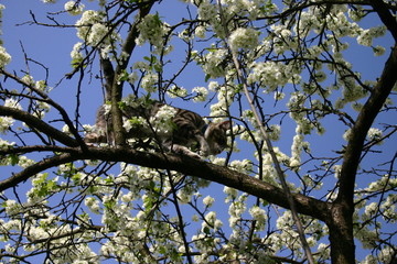 tree in spring