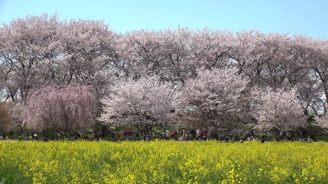 SATTE,  SAITAMA,  JAPAN - CIRCA APRIL 2019 : CHERRY BLOSSOMS and RAPE FLOWER (CANOLA FLOWER).  Spring season.