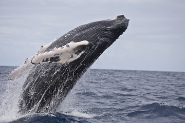 Humpback whale leaping in the Caribbean