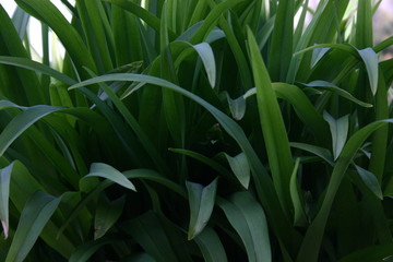 green plant in the garden