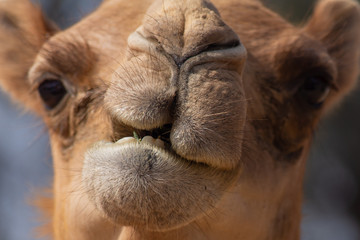Close-up of a desert dromedary camel facial expression with its mouth and teeth showing in the Middle East in the United Arab Emirates with a look at the hairy detail.