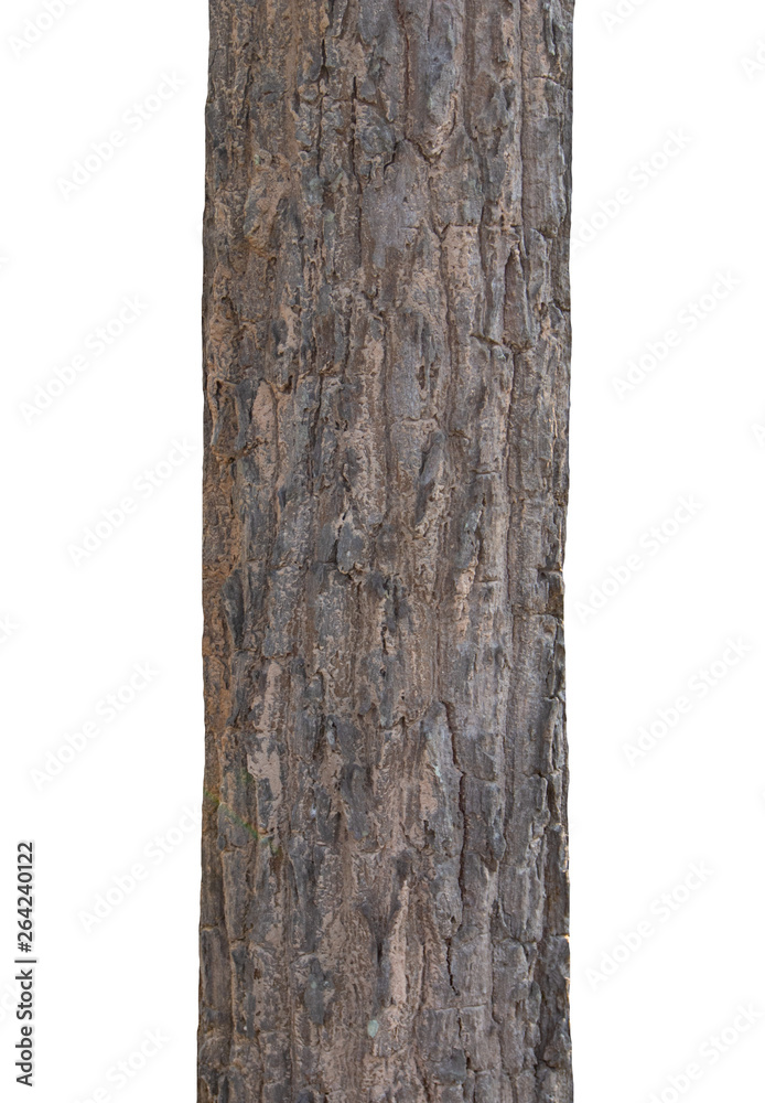 Poster trunk of a tree isolated on white background
