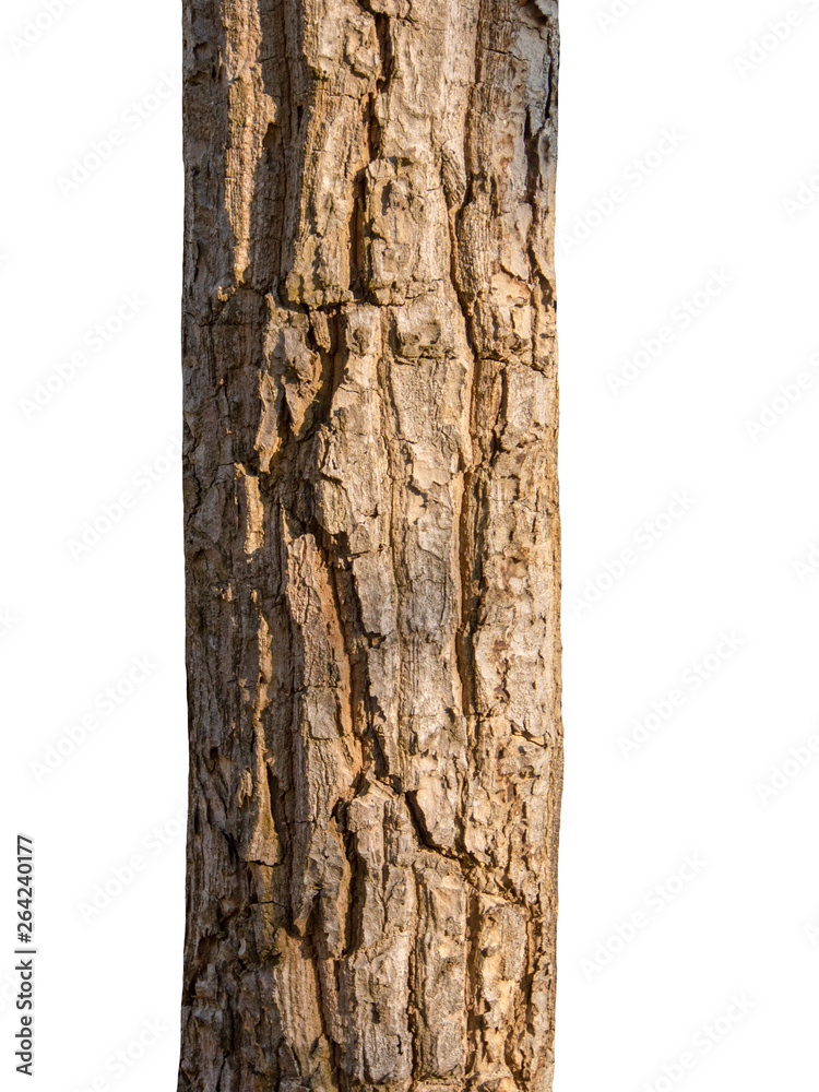 Poster trunk of a tree isolated on white background