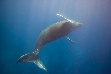 Humpback whale twirling underwater in the Caribbean