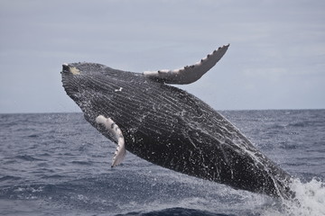 Humpback whale breaching in the Caribbean - 264240394