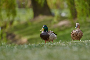 Ducks in the park. bird festivity