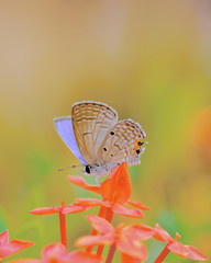 The Beautiful Flower in the garden