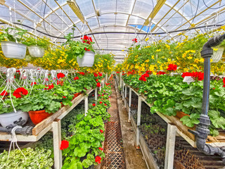 Hangers with ornamental flowers in greenhouse