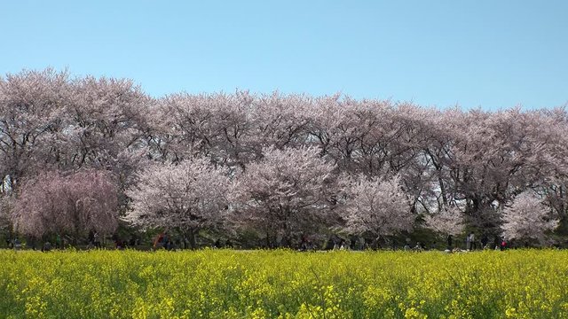 SATTE,  SAITAMA,  JAPAN - CIRCA APRIL 2019 : CHERRY BLOSSOMS and RAPE FLOWER (CANOLA FLOWER).  Spring season.