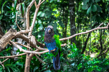 ave exotica perico loro en sudamerica