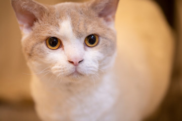 Cute cat at home, curious, lazy, diverse expression