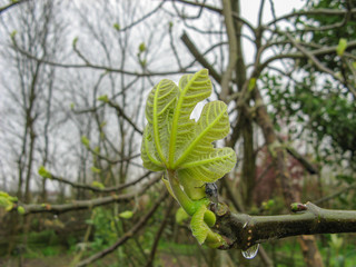 Close up of branch leaf buds on fig tree on a rainy day in spring