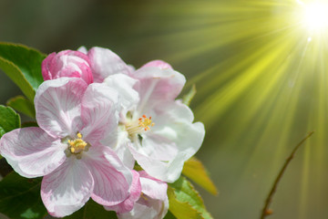 pink flowers of a tree