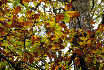 Oak Leaves