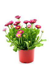 Flowerpot of daisy flowers (Bellis perennis)