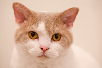 Cute cat at home, curious, lazy, diverse expression