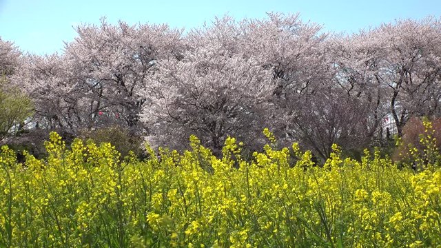 SATTE,  SAITAMA,  JAPAN - CIRCA APRIL 2019 : CHERRY BLOSSOMS and RAPE FLOWER (CANOLA FLOWER).  Spring season.