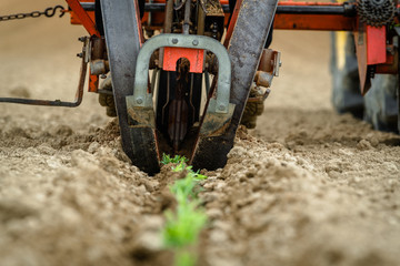 Transplantation of organic lavender with agricultural machinery