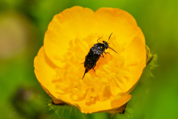 Mordellidae insect on yellow flower macro. 