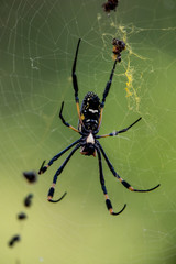 Golden Orb Web Spider mit Beute, fotografiert in Südafrika, Kruger National Park / Selati Game Reserve