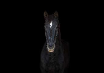 Fototapeta na wymiar portrait of old dressage horse on black background