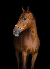 Fototapeta na wymiar stunning beautiful red mare horse in halter with rhinestones isolated on black background