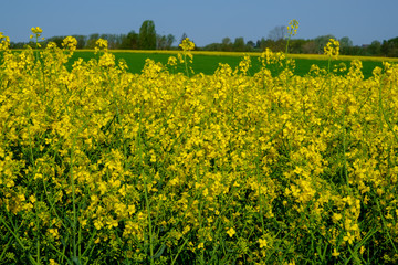 Flowering Rapeseed Plants