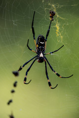 Golden Orb Web Spider mit Beute, fotografiert in Südafrika, Kruger National Park / Selati Game Reserve